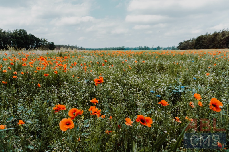 Lorem ipsum dolor sit amet consectetur - 10