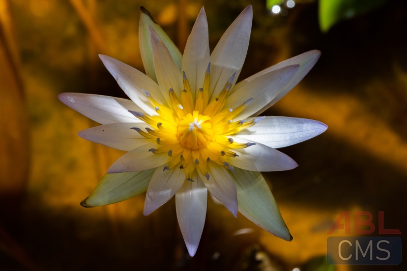 Lorem ipsum dolor sit amet consectetur - 10