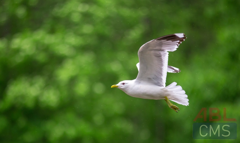 Lorem ipsum dolor sit amet consectetur - 10